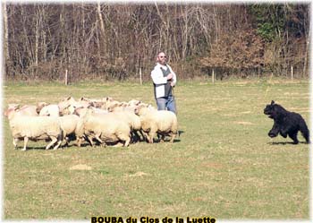 le bouvier des flandres et les moutons - Elevage du CLOS DE LA LUETTE - COPYRIGHT DEPOSE